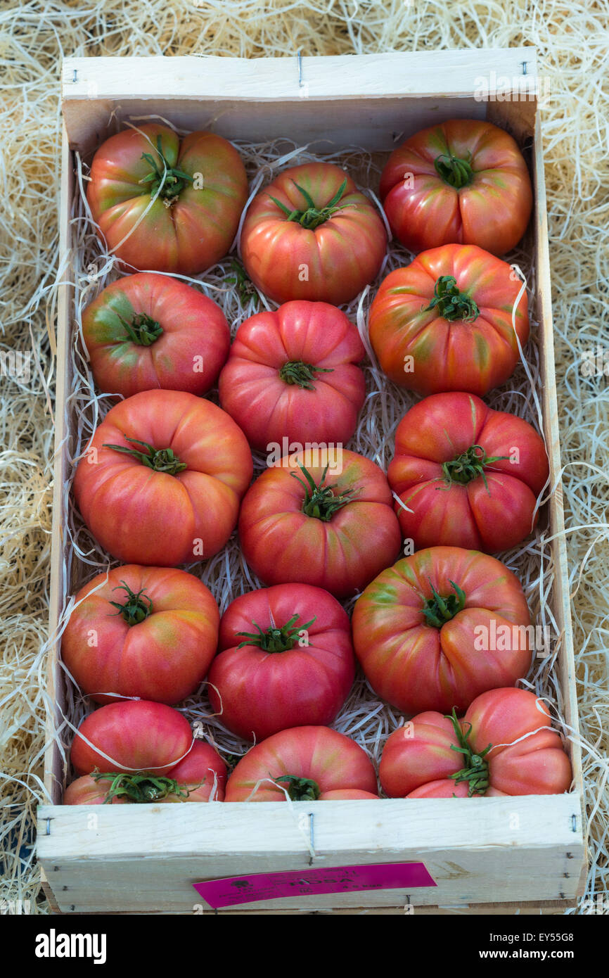 Harvest of tomatoes 'Rose de Berne' Stock Photo Alamy