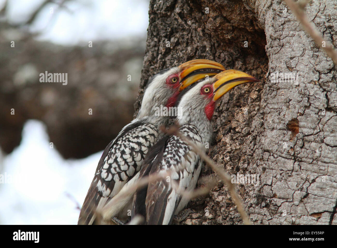 Southern Yellow-billed Hornbills - Kruger NP South Africa Stock Photo