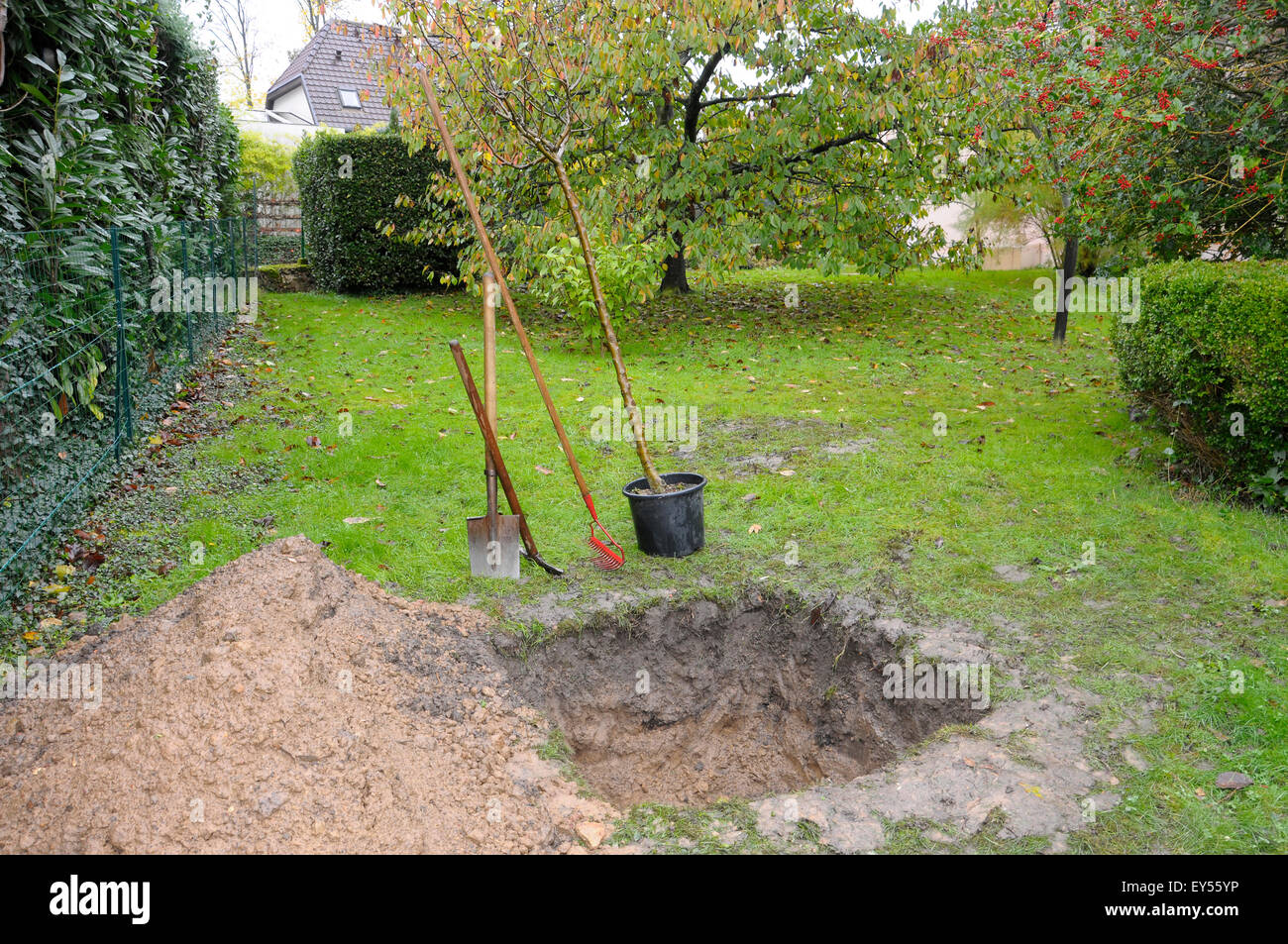 Посадка груши. Пересадка взрослых деревьев. Посадка груши фото. Груша под землей. Посадка яблони весной саженцами.