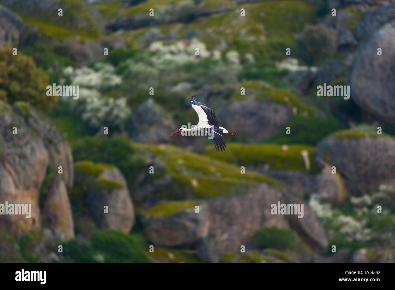 White Stork flying and granitic rock - Los Barruecos Spain Stock Photo