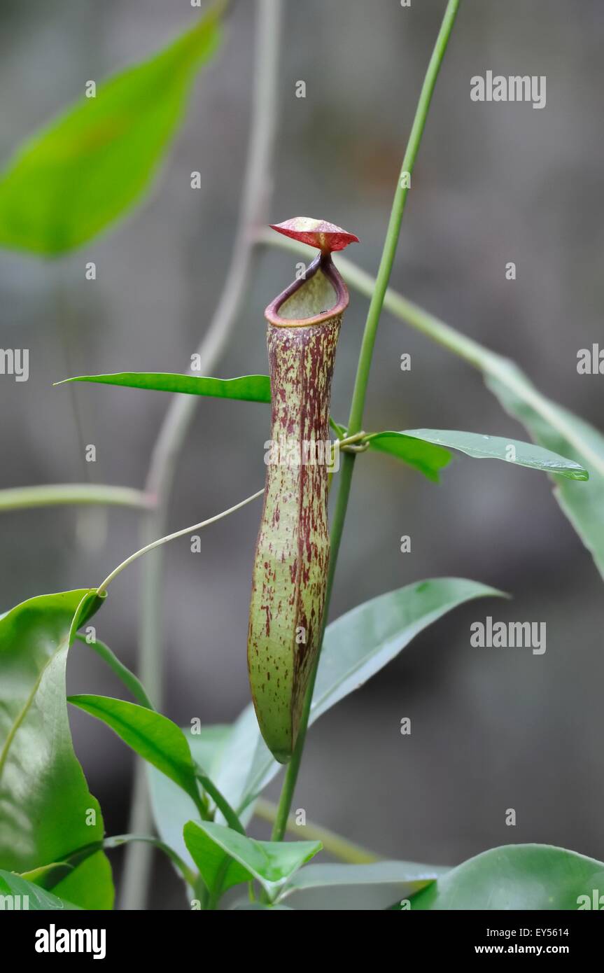 Pitcher plant nepenthes sp pitcher hi-res stock photography and images ...