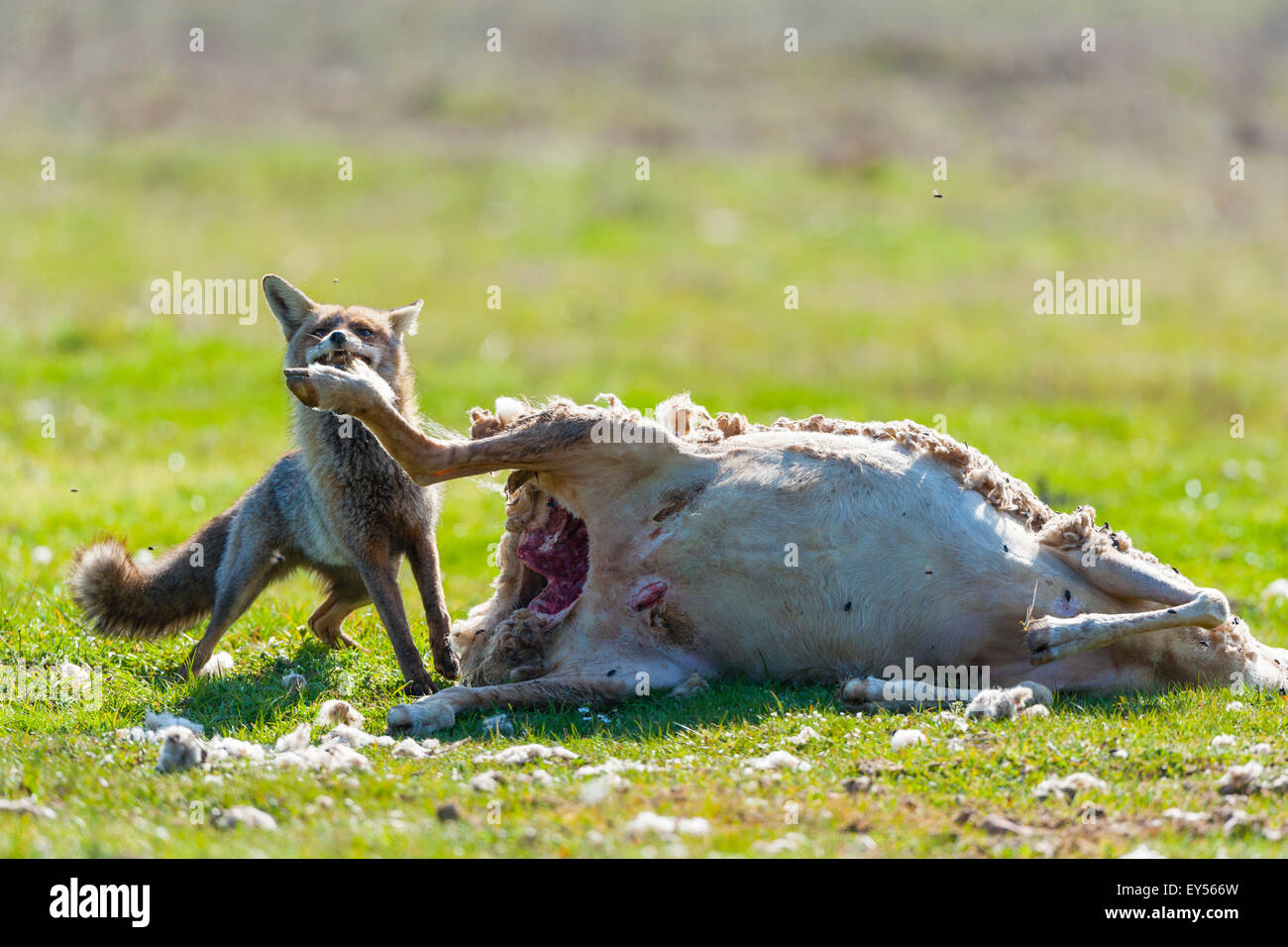 Fox eating sheep hires stock photography and images Alamy
