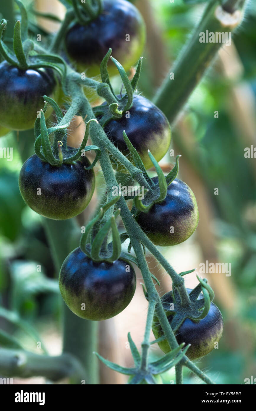 Tomatoes Zebra In A Kitchen Garden Stock Photo 85551972 Alamy