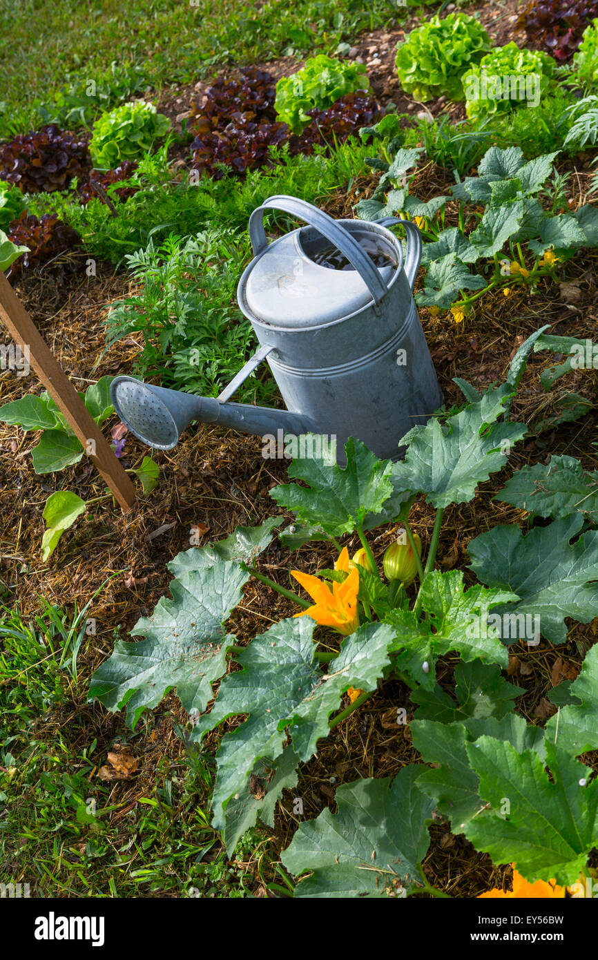 Zucchini seedlings and watering can in a kitchen garden Stock Photo