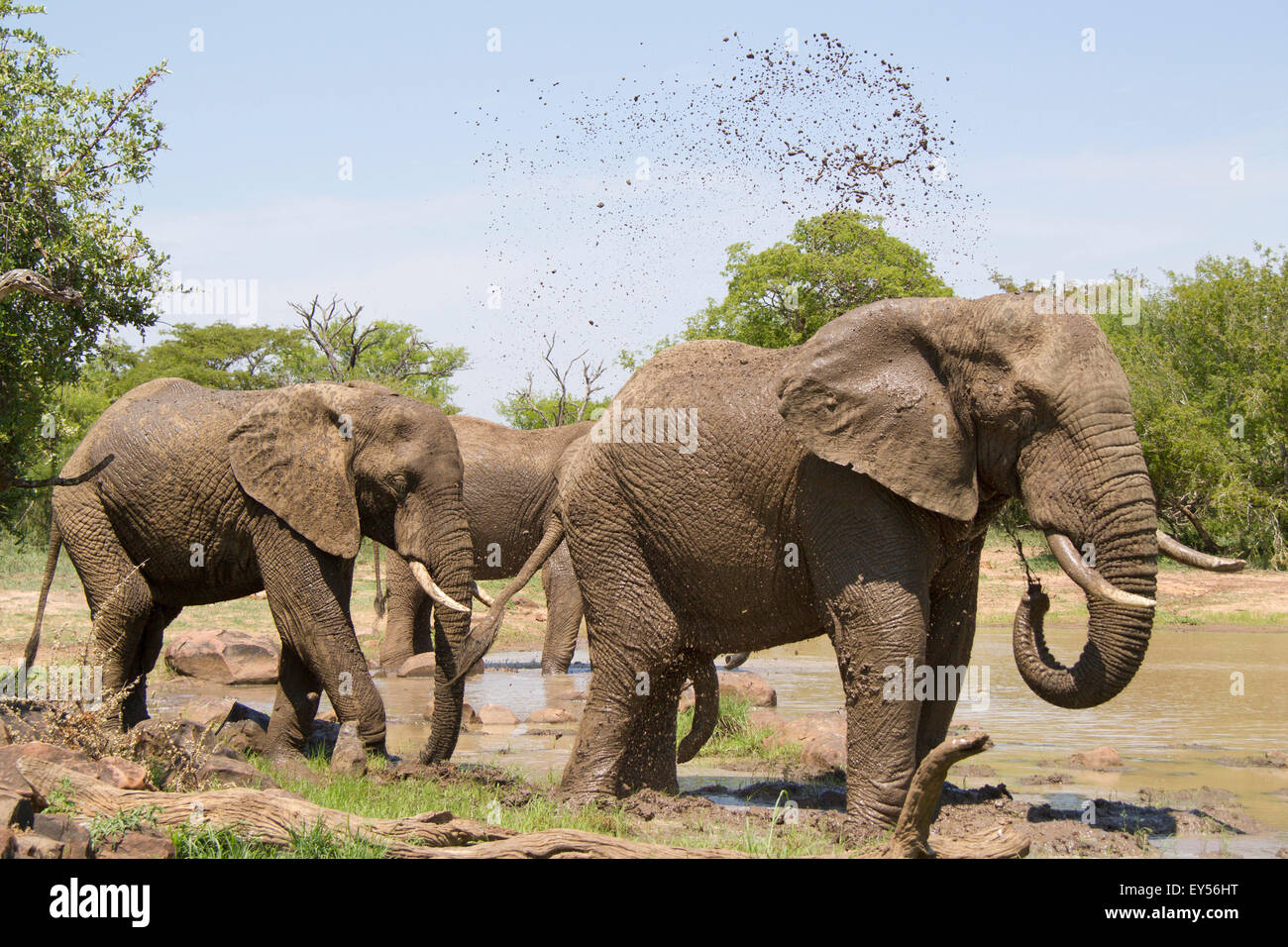 African Elephants taking a mud bath - Kruger South Africa Stock Photo
