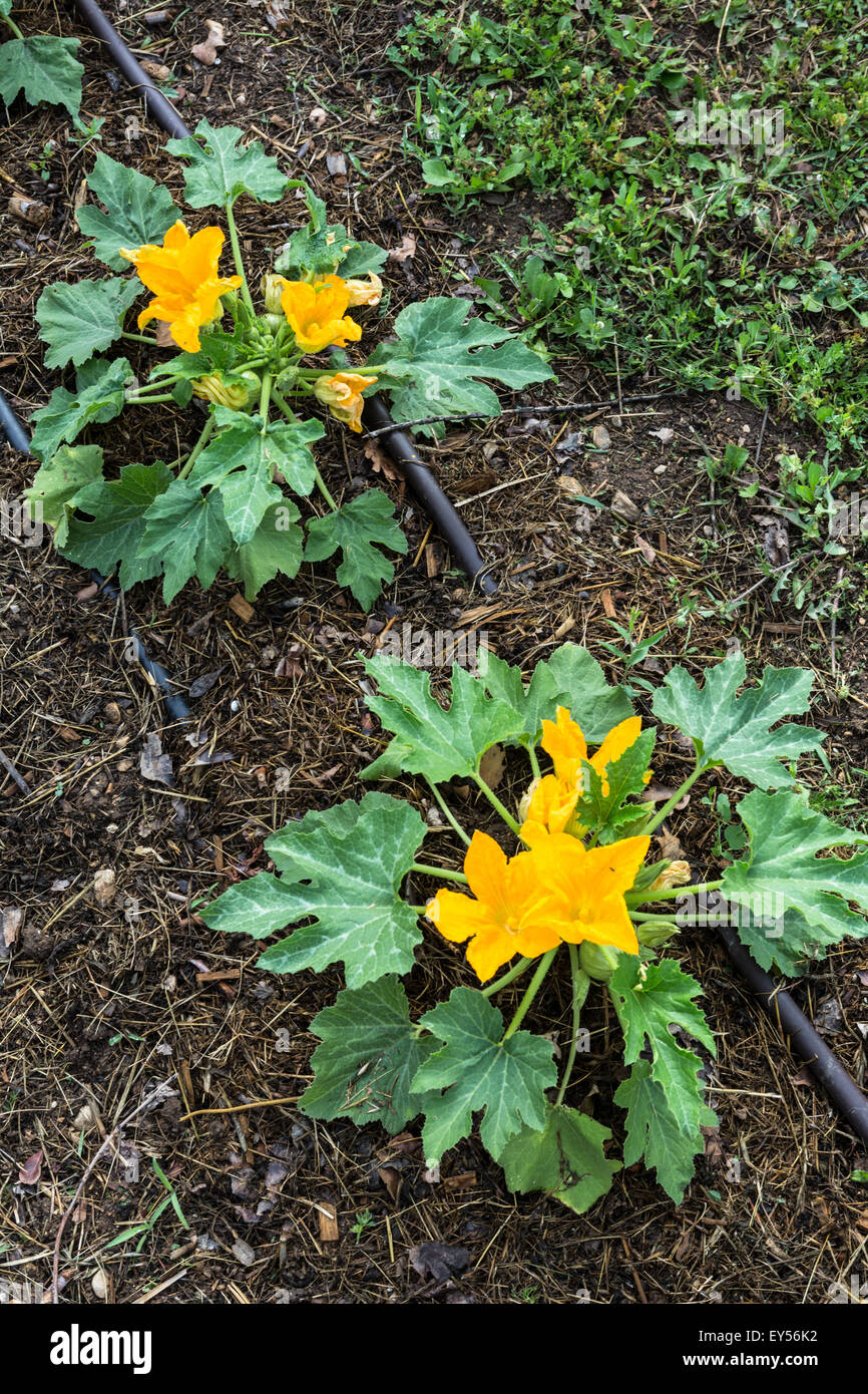 Zucchini seedlings with dropwise watering system in a garden Stock Photo
