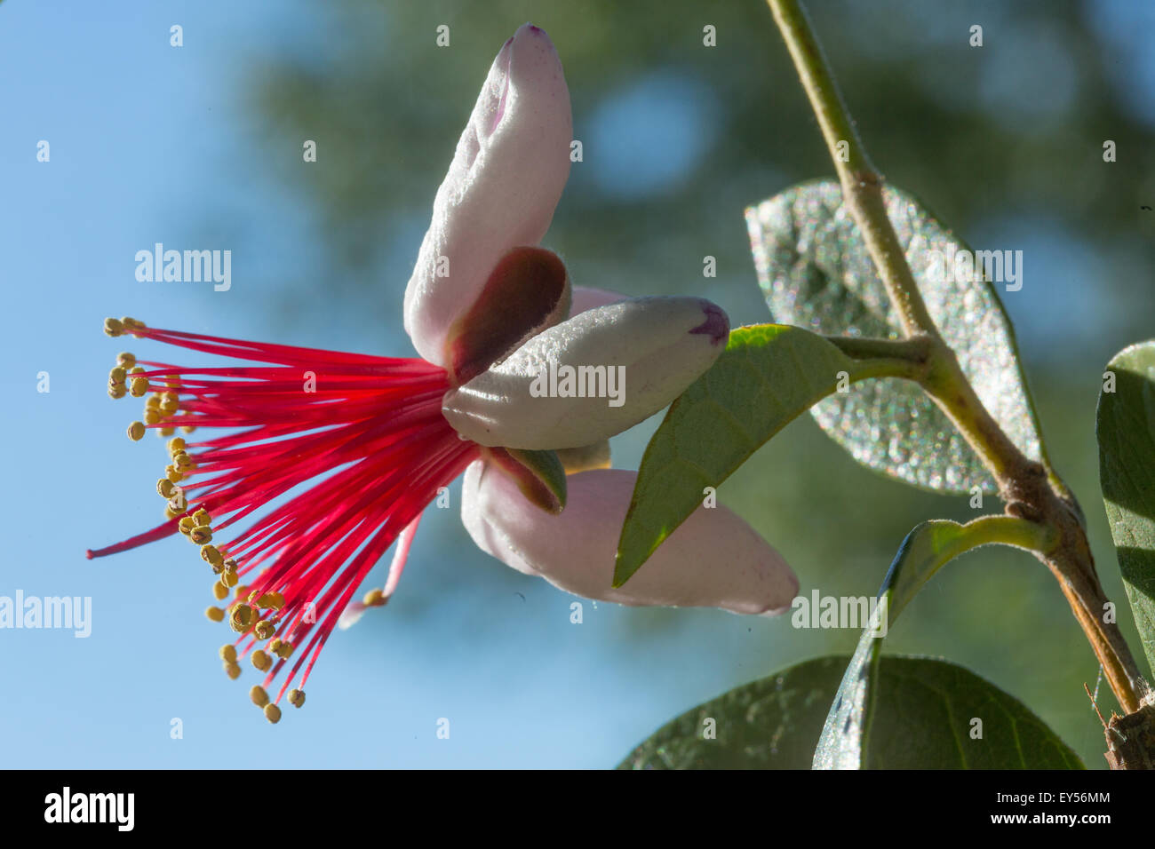 Pineapple guava in bloom in a garden Stock Photo Alamy
