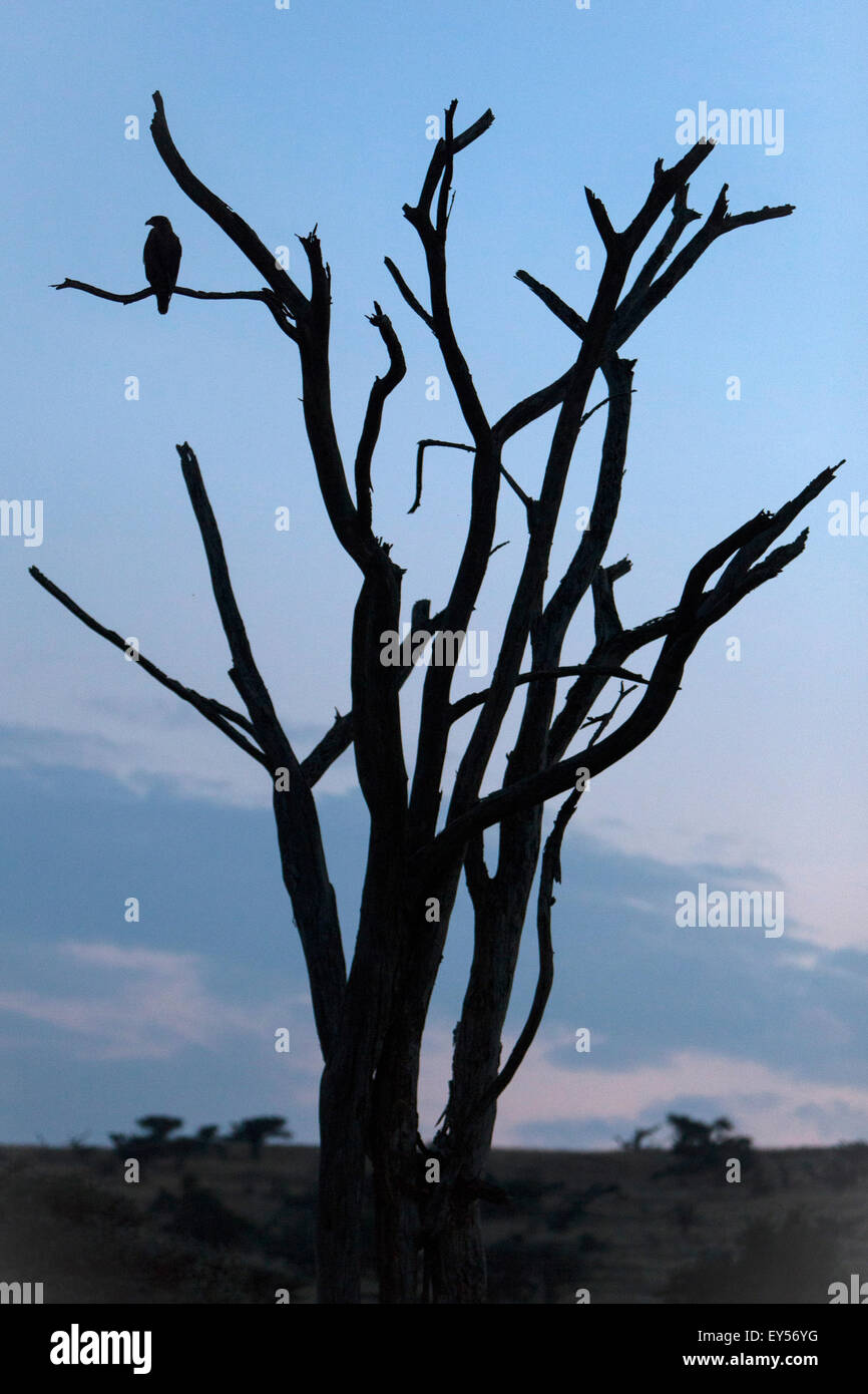 Diurnal raptor silhouette on dead tree - Kenya Stock Photo