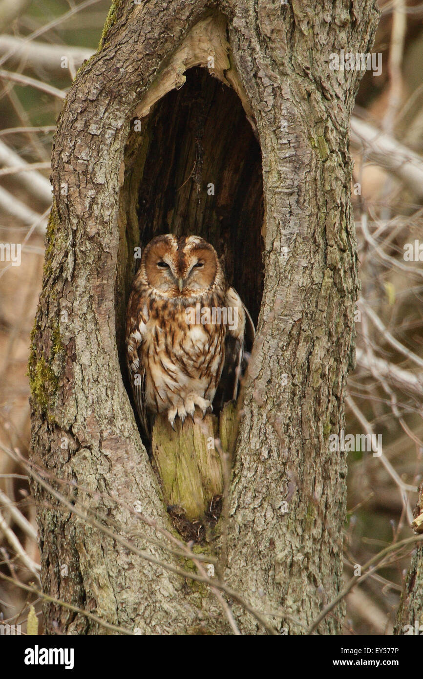 tawny-owl-in-hollow-tree-ardennes-belgium-EY577P.jpg