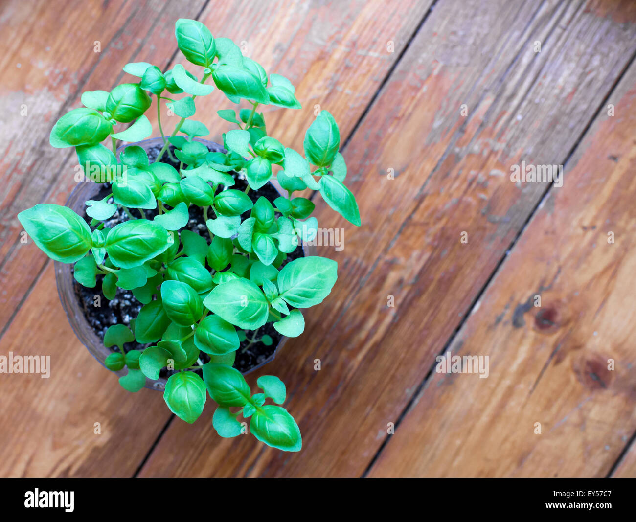 Fresh young basil plant in a pot growing on a rustic wood background ...