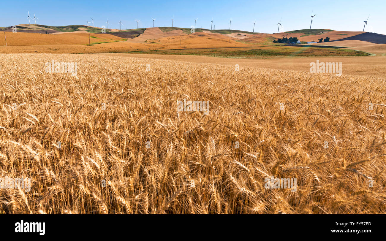 Windfarms loess hills planted cerales - Washington USA It was formerly the Grande Prairie Nez Perce territory Stock Photo