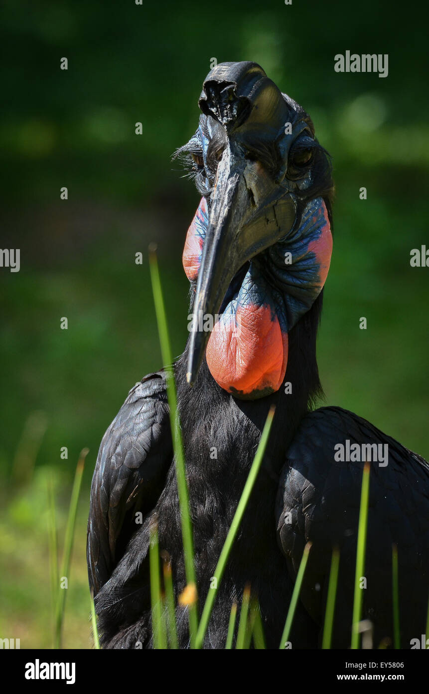 Abyssinian Ground-Hornbill - France Parc des Oiseaux Stock Photo