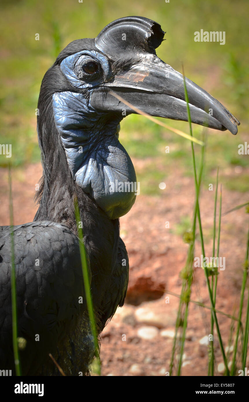 Abyssinian Ground-Hornbill - France Parc des Oiseaux Stock Photo
