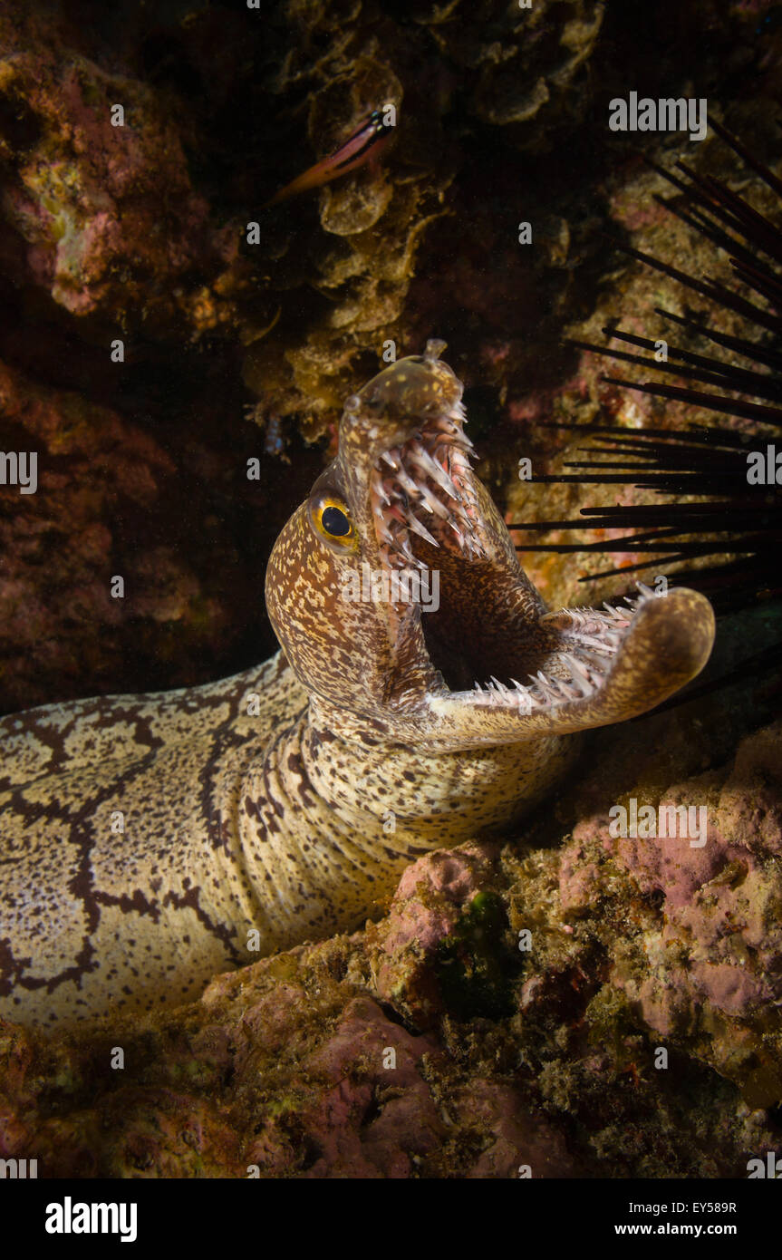 Mosaic moray eel in reef New Zealand Stock Photo Alamy