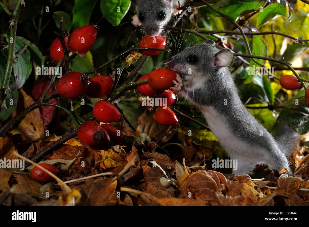 Fat dormice eating rosehips in the autumn France Stock Photo Alamy