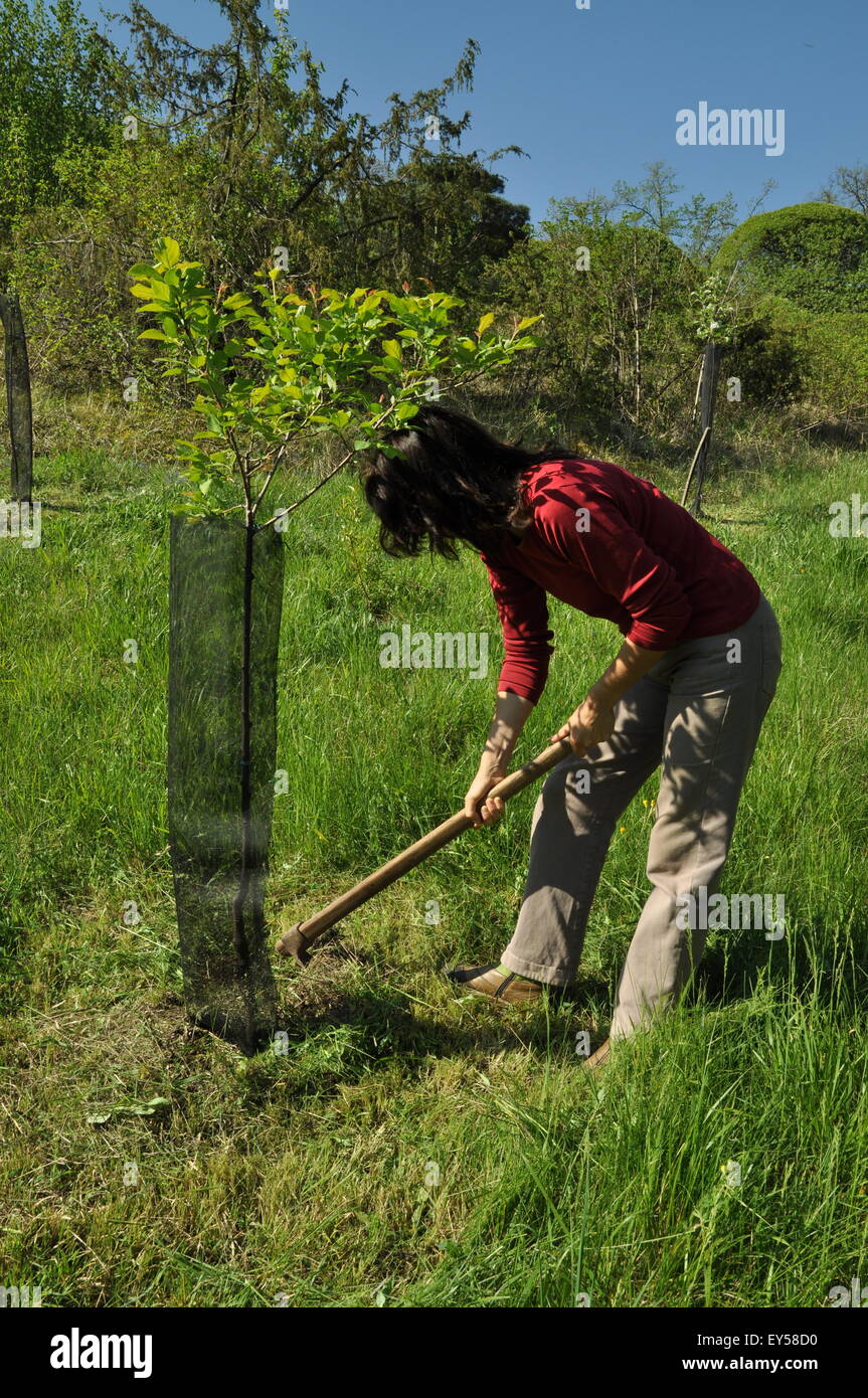 Maintenance of a fruit tree in a garden Stock Photo Alamy