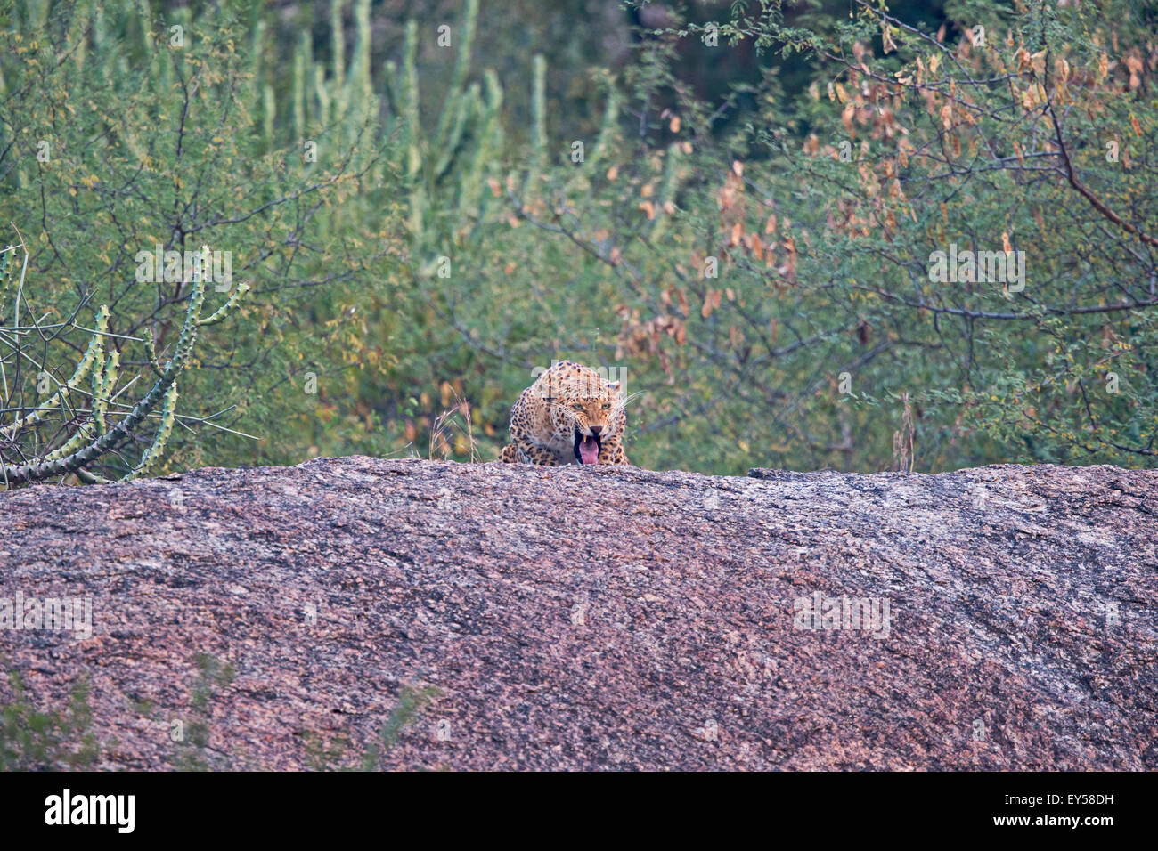 Indian rocks hi-res stock photography and images - Alamy