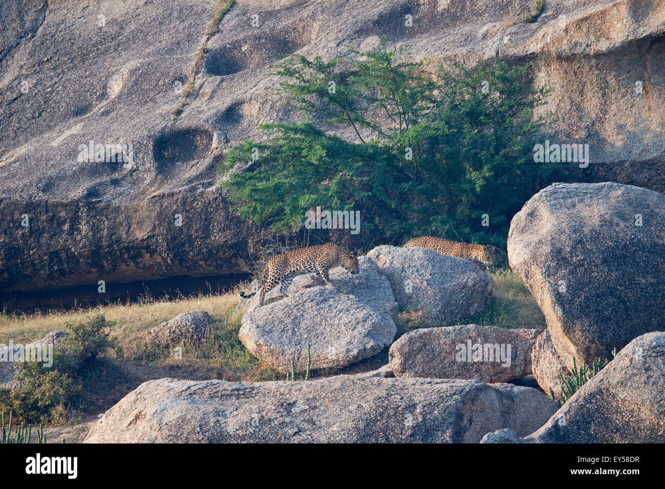 Indian leopard walking on rocks - Bera Rajasthan India Stock Photo - Alamy