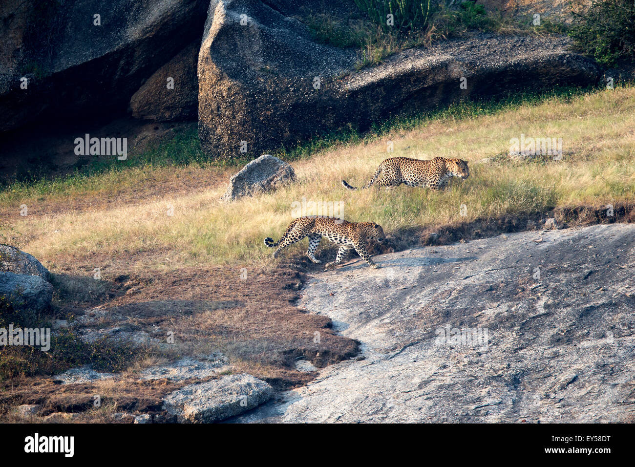 Male Indian leopards walking on rocks - Bera Rajasthan India Stock Photo