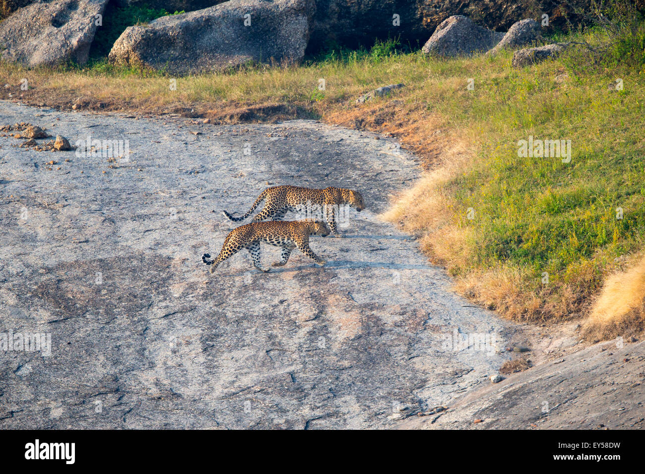Male Indian leopards walking on rocks - Bera Rajasthan India Stock Photo