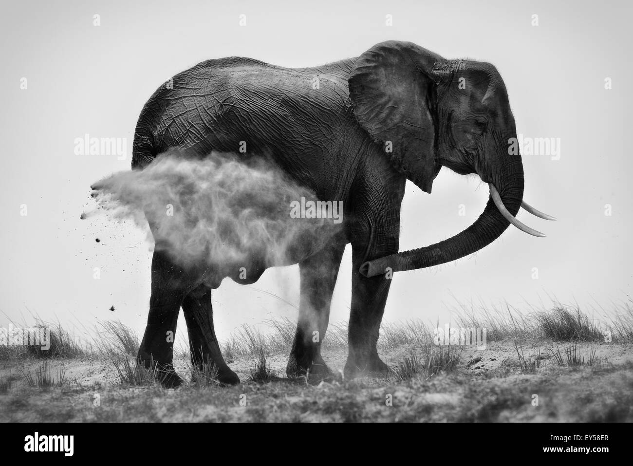 African Elephant taking a dust bath Chobe Botswana Stock Photo Alamy