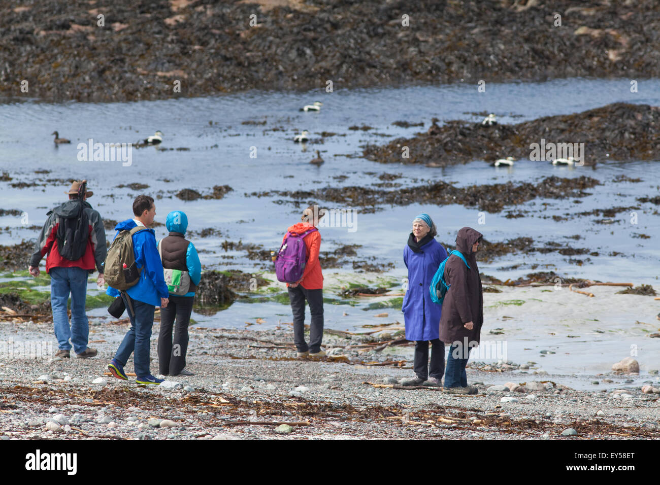 Mature students. Shoreline, marine ecology Field Course students. Iona. Inner Hebrides. West Coast Scotland. Eider Ducks distant Stock Photo