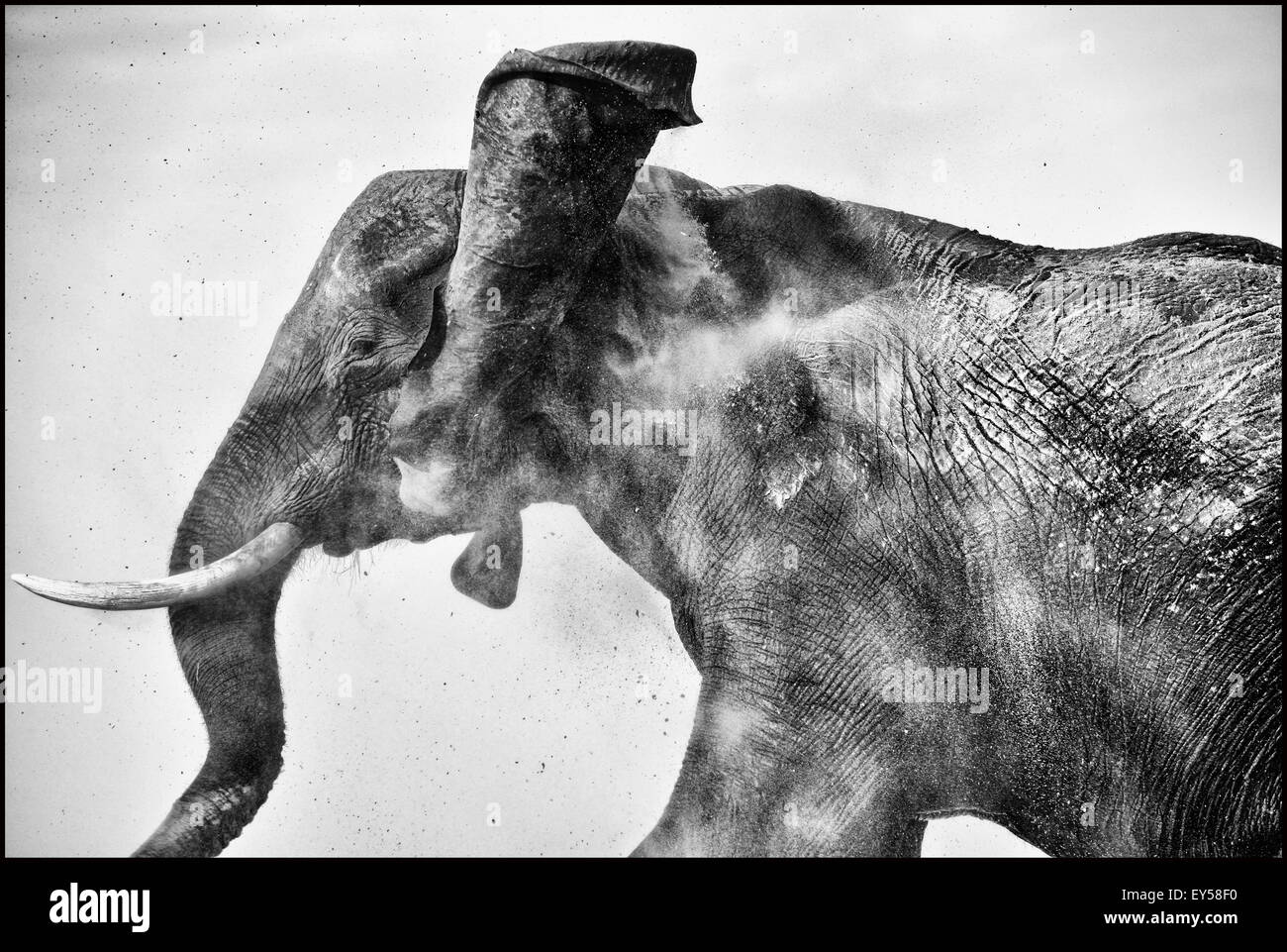 African Elephant taking a dust bath Chobe Botswana Stock Photo Alamy