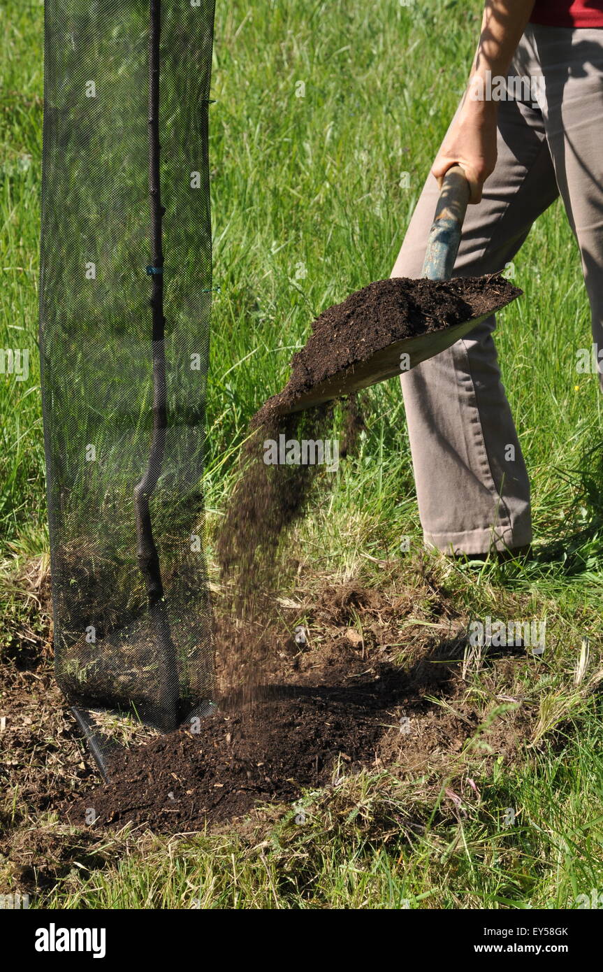 Maintenance of a fruit tree in a garden Stock Photo Alamy
