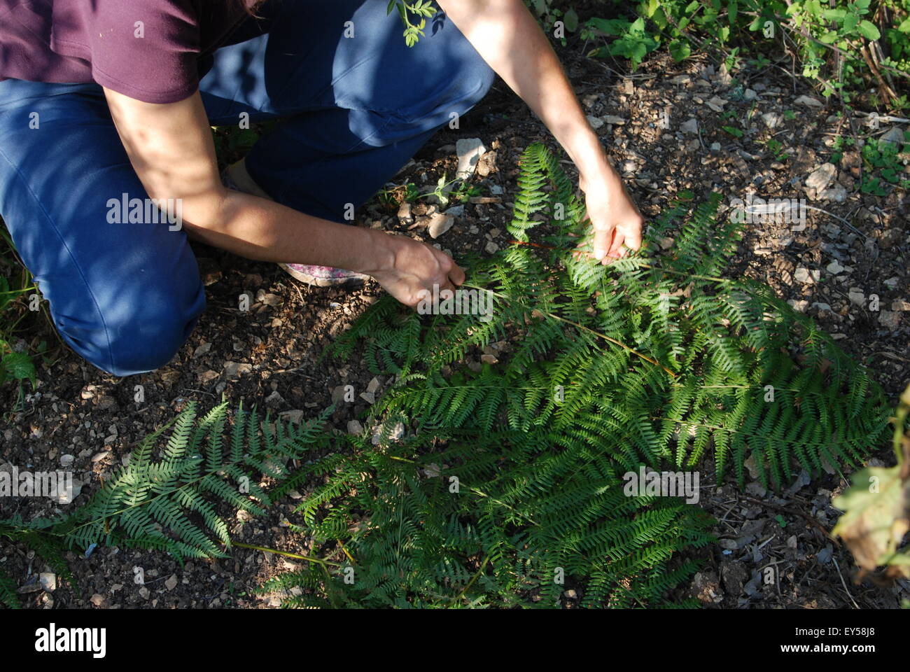Fern leaves mulch on sowings in a garden Stock Photo