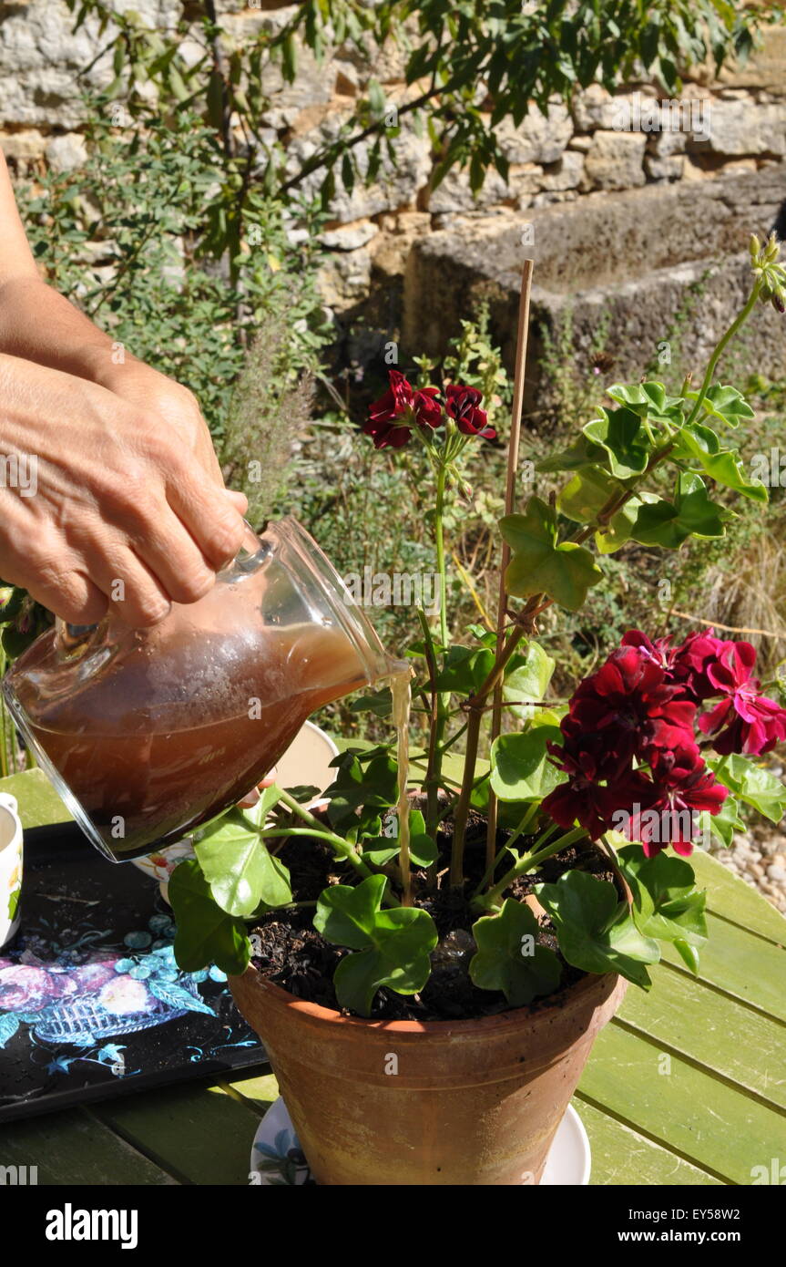 Adding of coffee grounds fertilizer in a garden Stock Photo Alamy