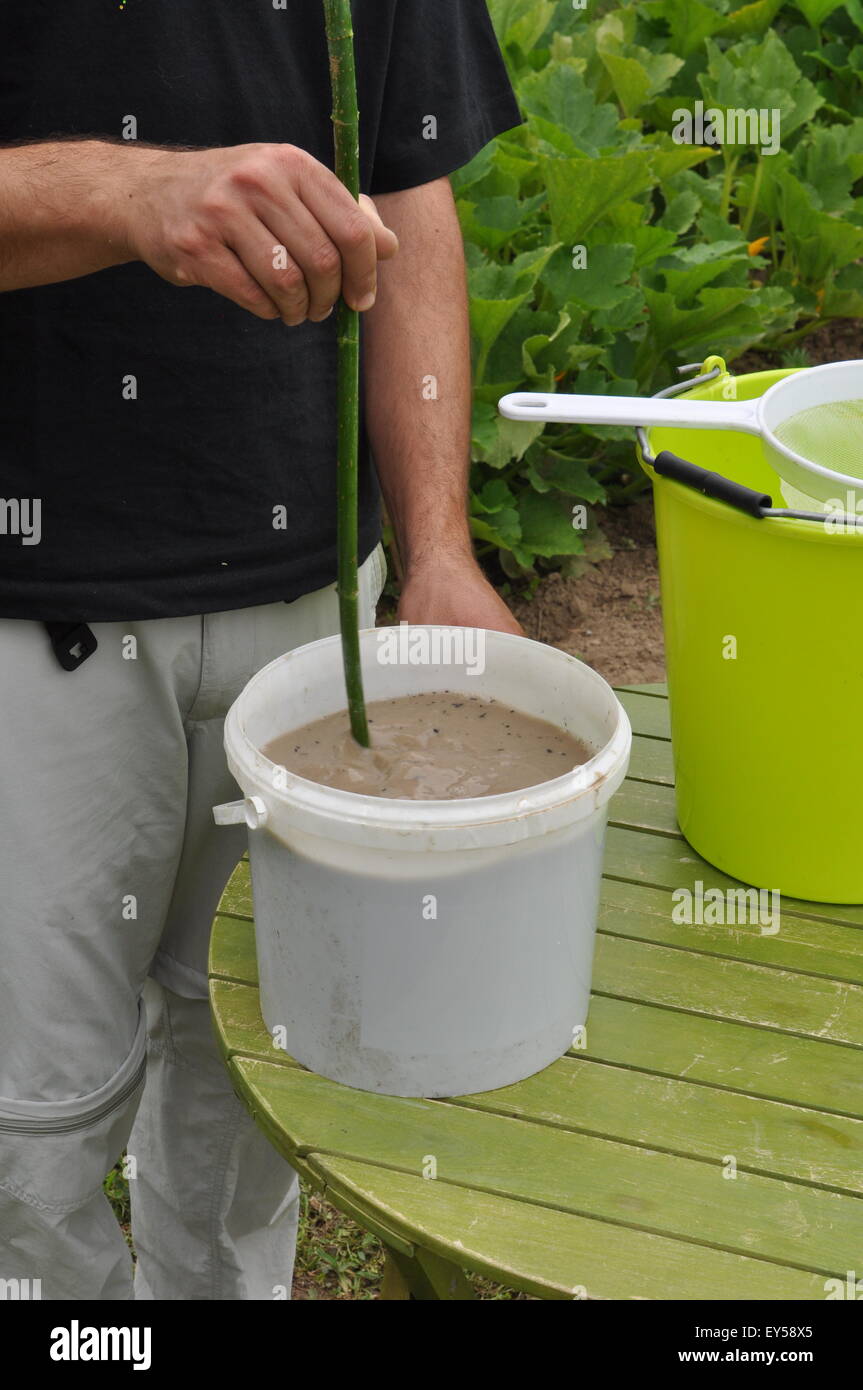 Mixing of a urine and ashes based fertilizer in a garden Stock Photo