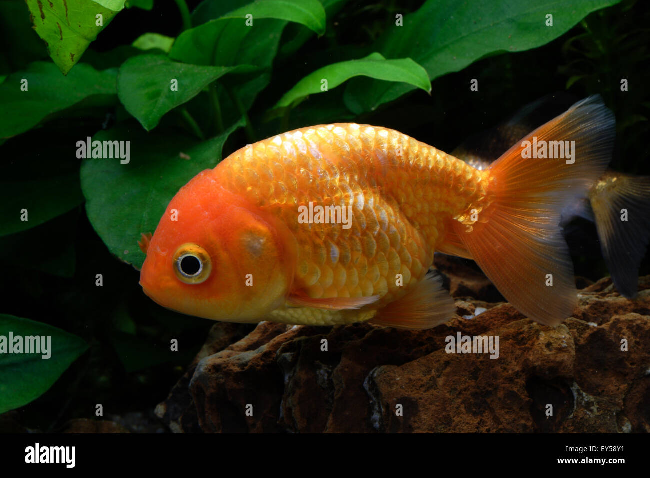 Ranchu Goldfish Stock Photo Alamy
