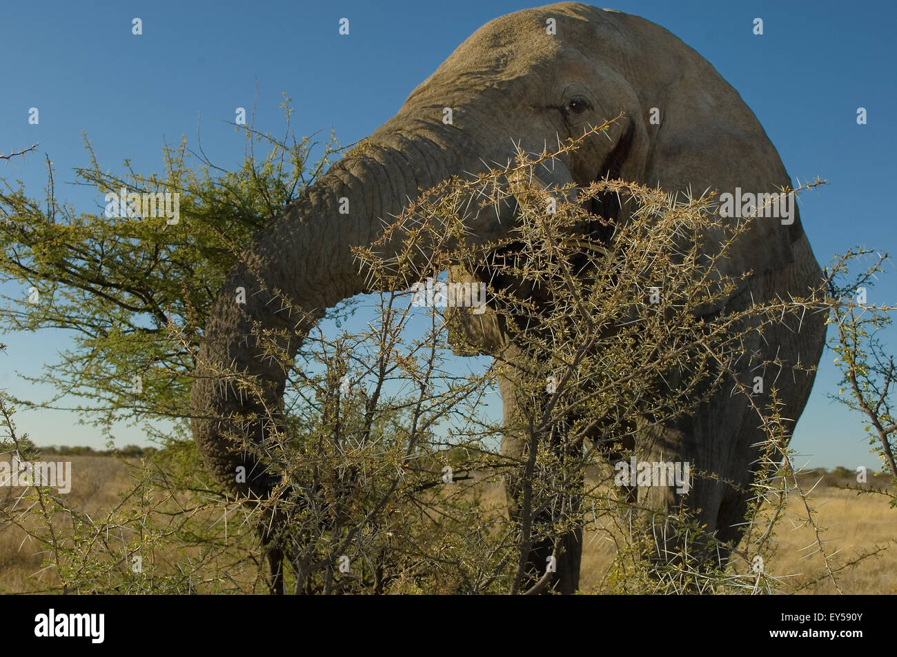 African Elephant bull feeding on arcacia - Etosha Namibia Stock Photo