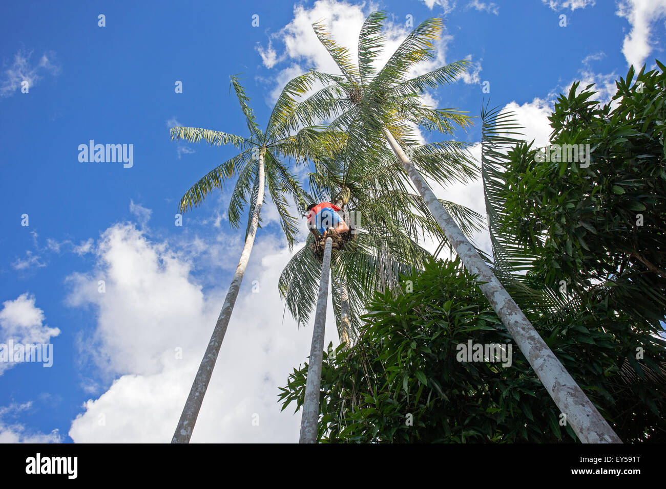 Native climbing Açaí palm to collect fruit- Amazonas Brazil Stock Photo