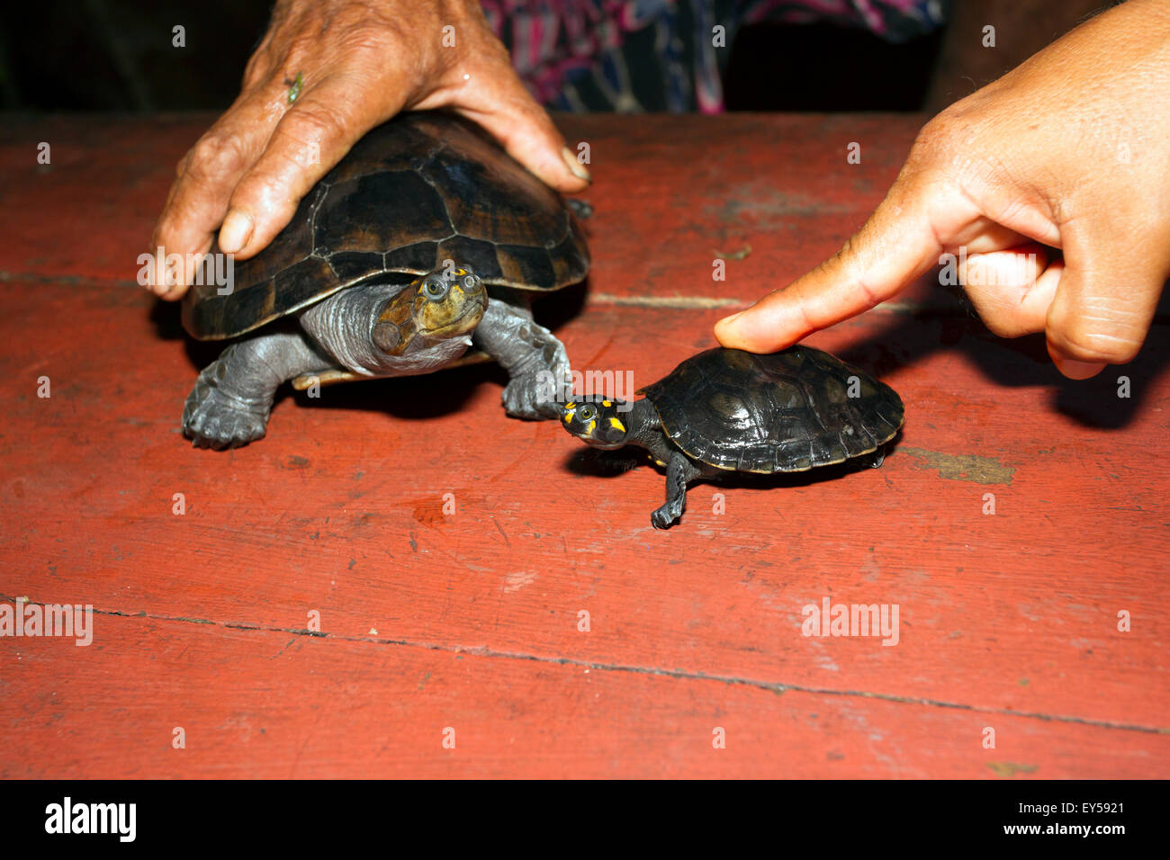 Yellowspotted River Turtles Amazonas Brazil Stock Photo Alamy