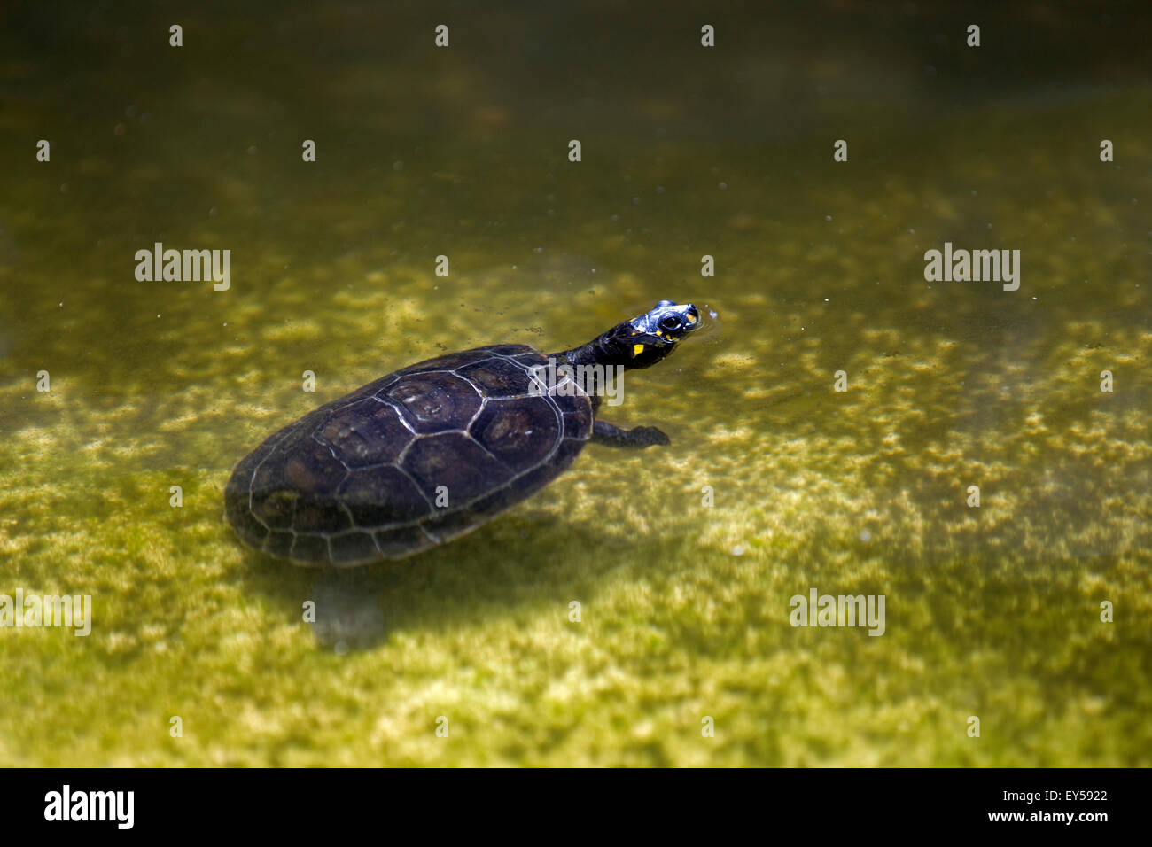 River turtle hi-res stock photography and images - Alamy