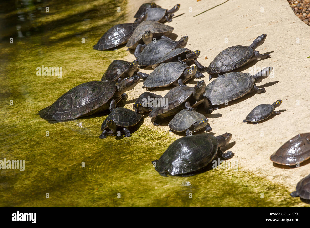 Yellowspotted River Turtles Amazonas Brazil Stock Photo Alamy