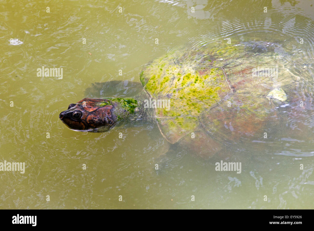 Geoffroy's Sidenecked Turtle on water Amazonas Brazil Stock Photo