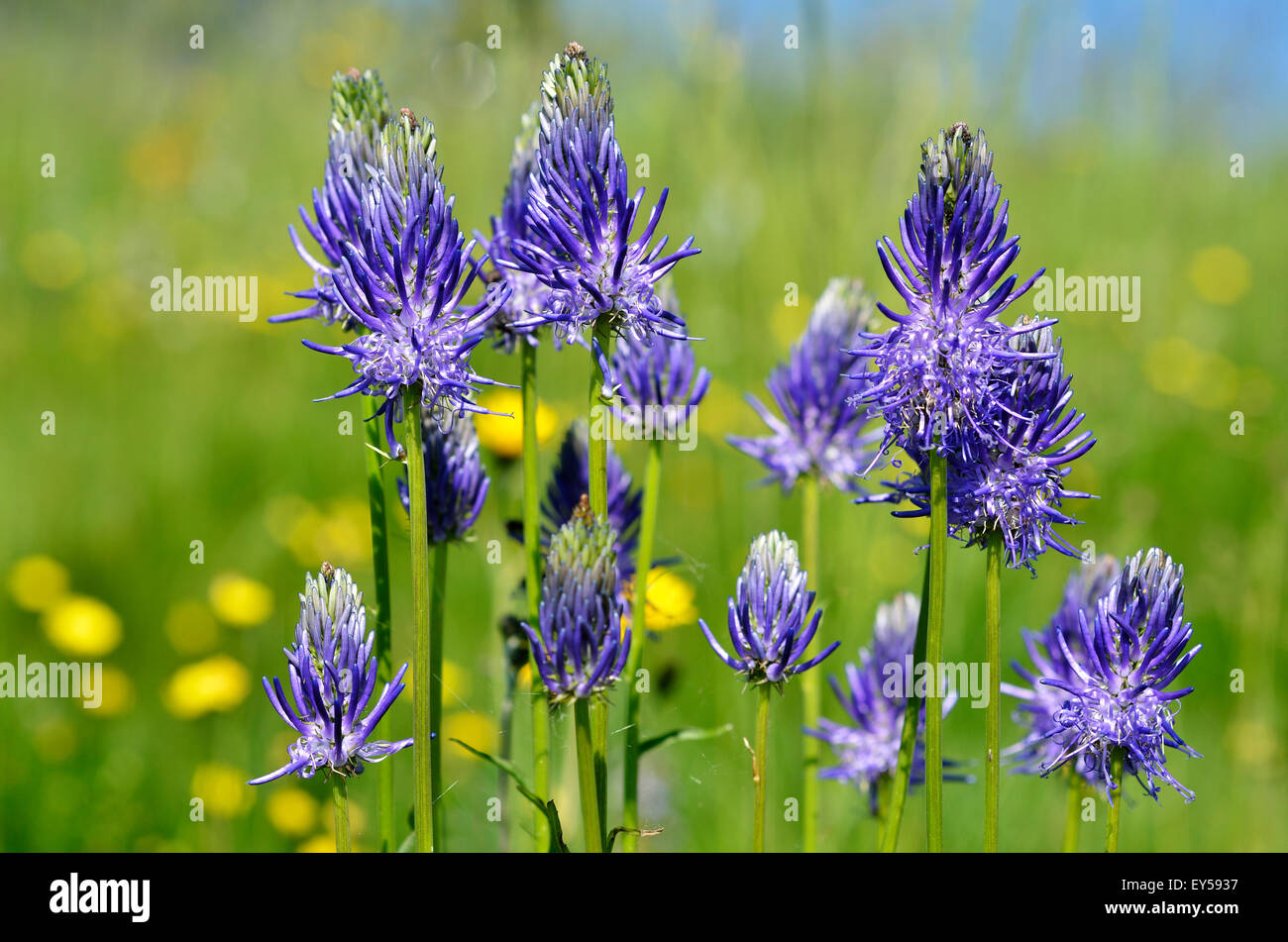 Rampion flowers hires stock photography and images Alamy