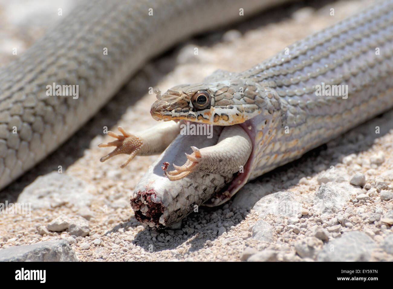 Snake eating lizard hi-res stock photography and images - Alamy Snake eating lizard hi-res stock photography and images - Alamy
