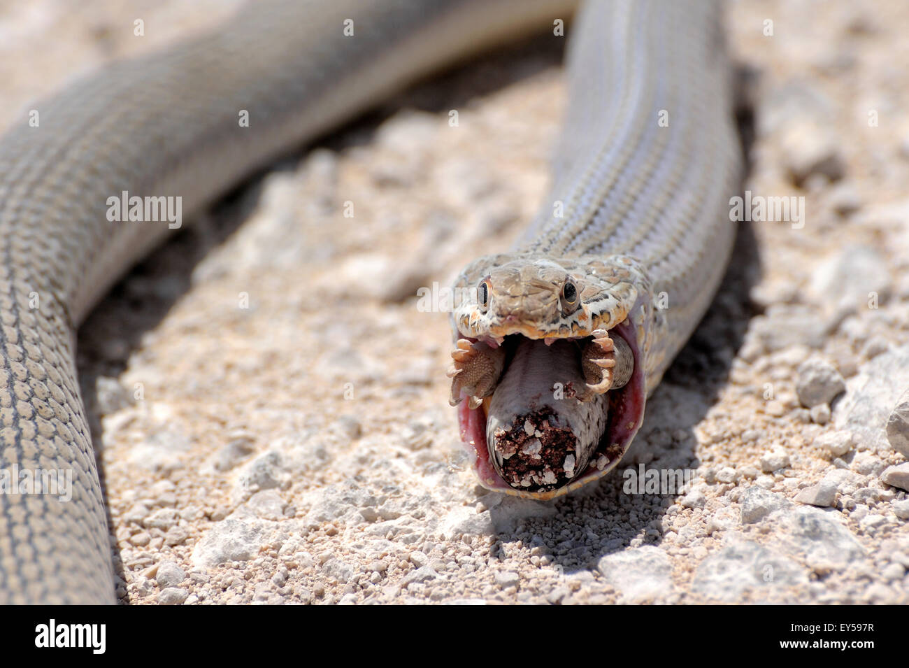 Olive Whip Snake eating a Lizard Etosha Namibia Stock Photo Alamy