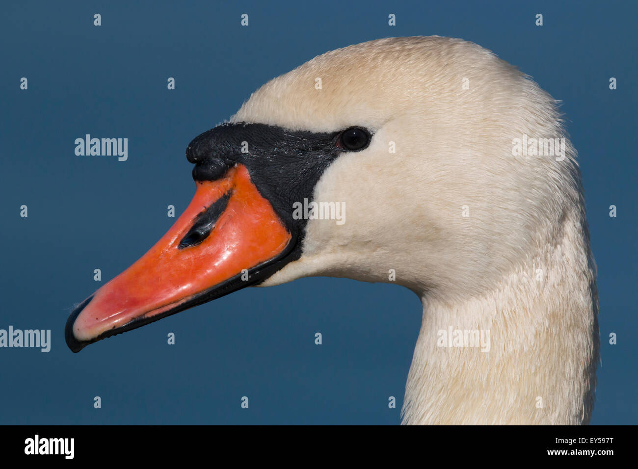 Portrait of a Mute Swan at spring - GB Stock Photo