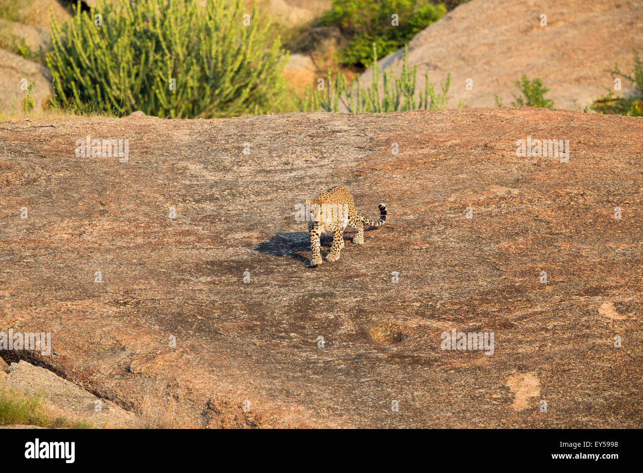 Indian leopard walking on rocks - Rajasthan India Stock Photo - Alamy