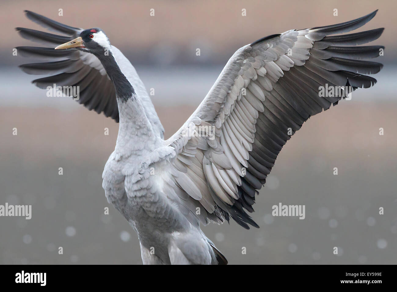 Common Crane flapping wings - Lorraine France Stock Photo