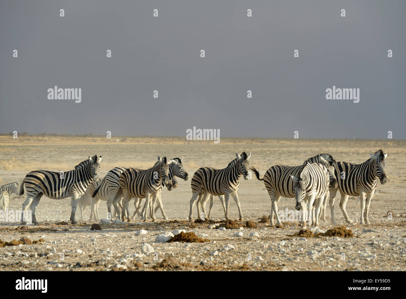 Plains Zebras - Etosha Namibia Stock Photo