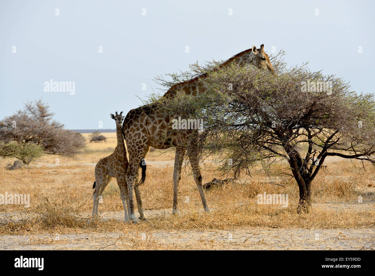 Giraffe eating from a tree and young - Etosha Pan Namibia Stock Photo