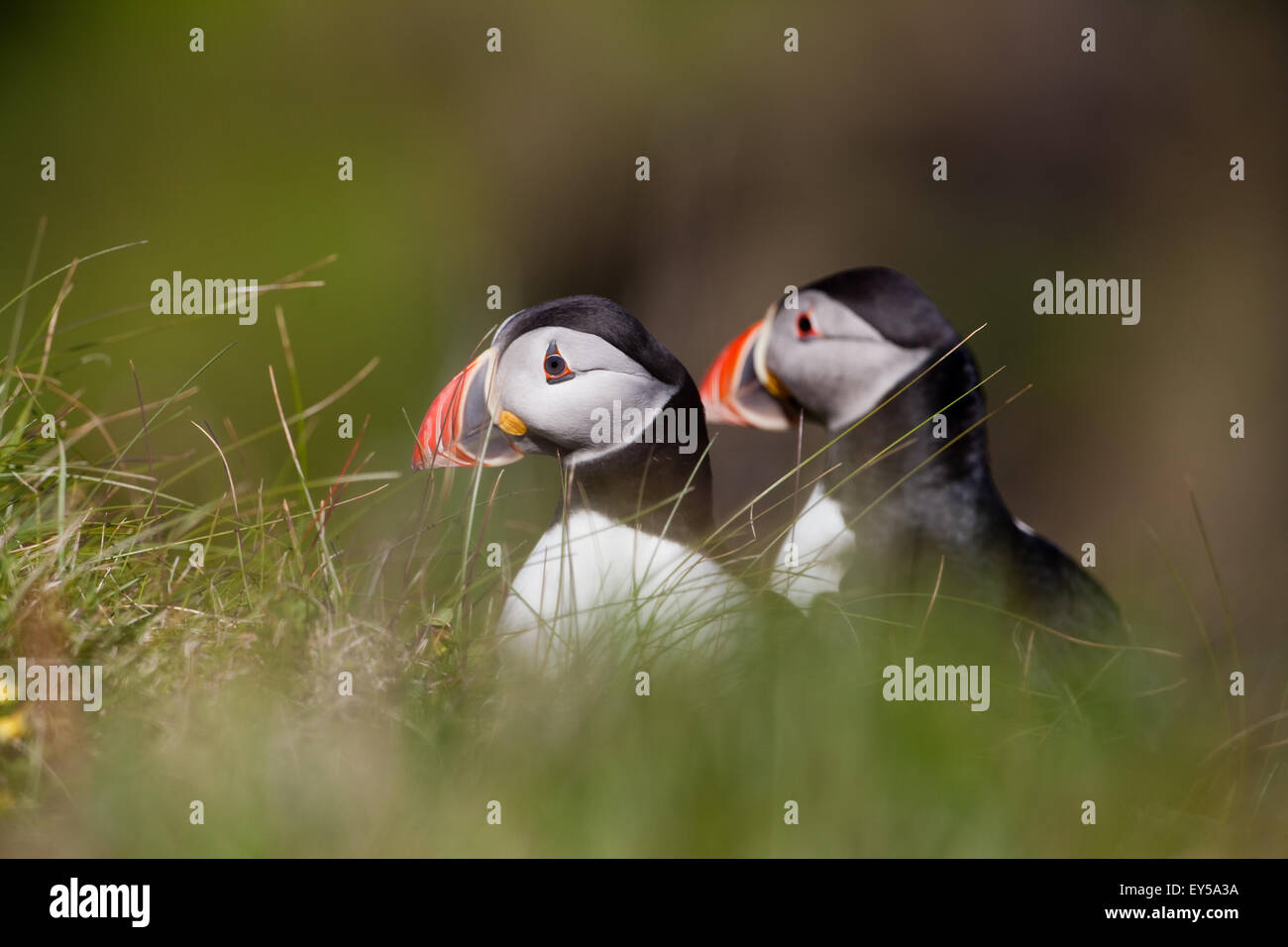 puffins-fratercula-arctica-who-goes-there-breeding-plumage-june