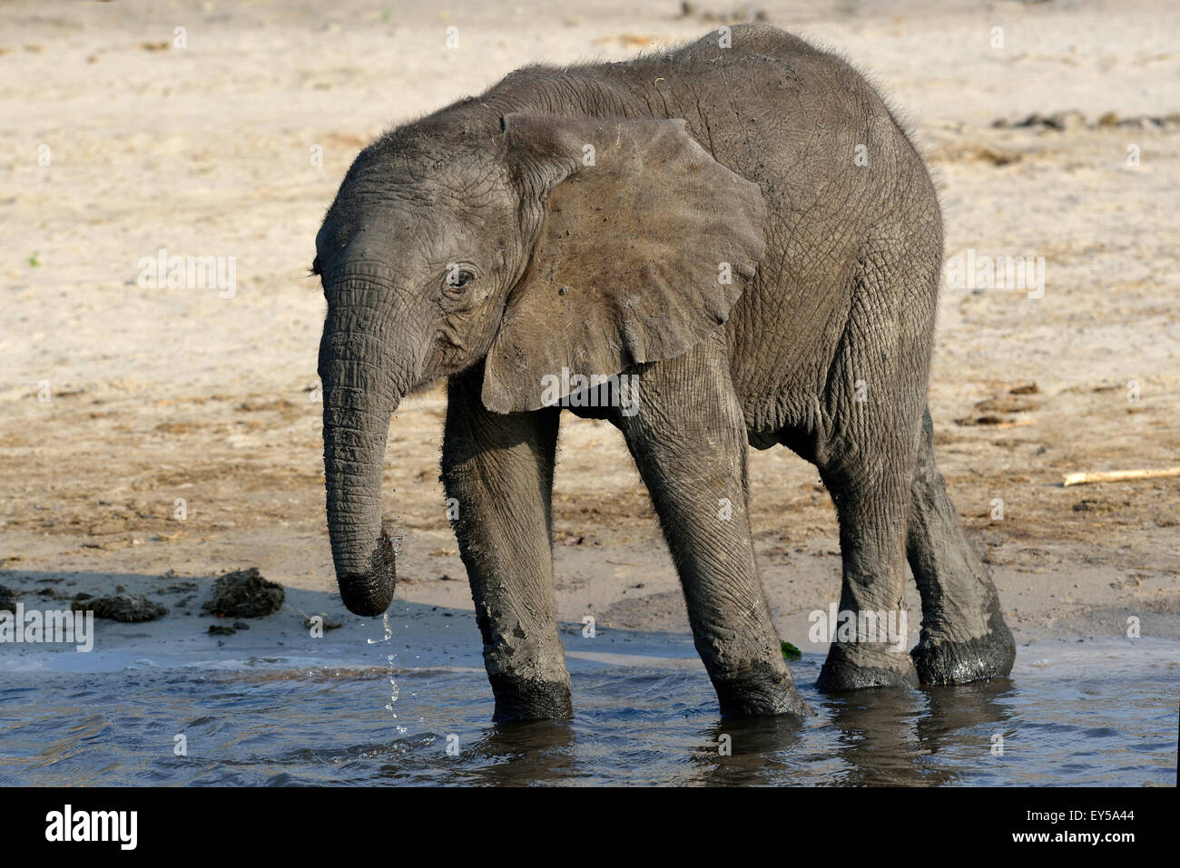 Young African elephant drinking - Chobe Botswana Stock Photo