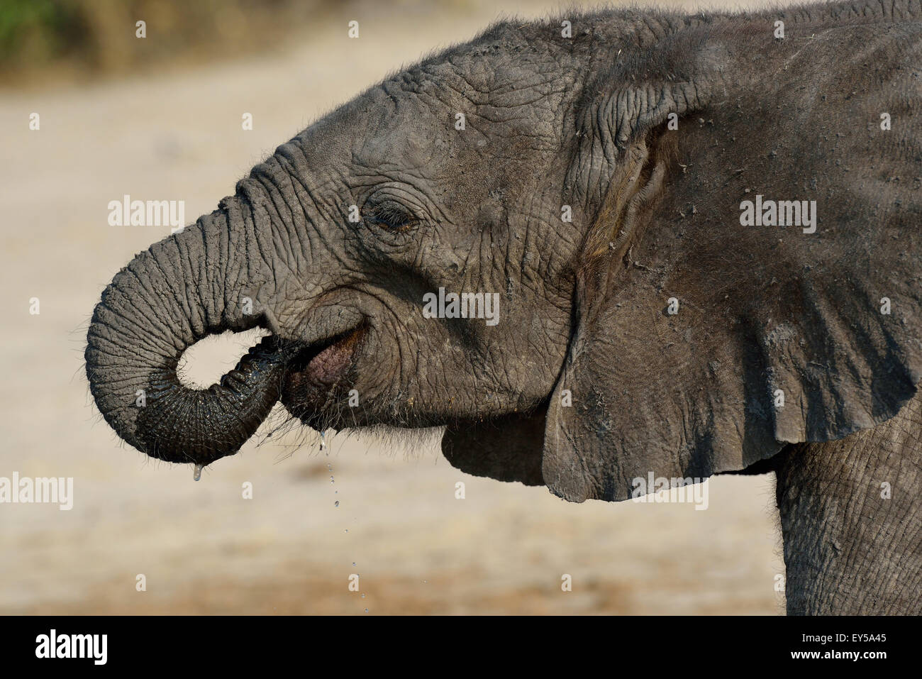 Young African elephant drinking - Chobe Botswana Stock Photo