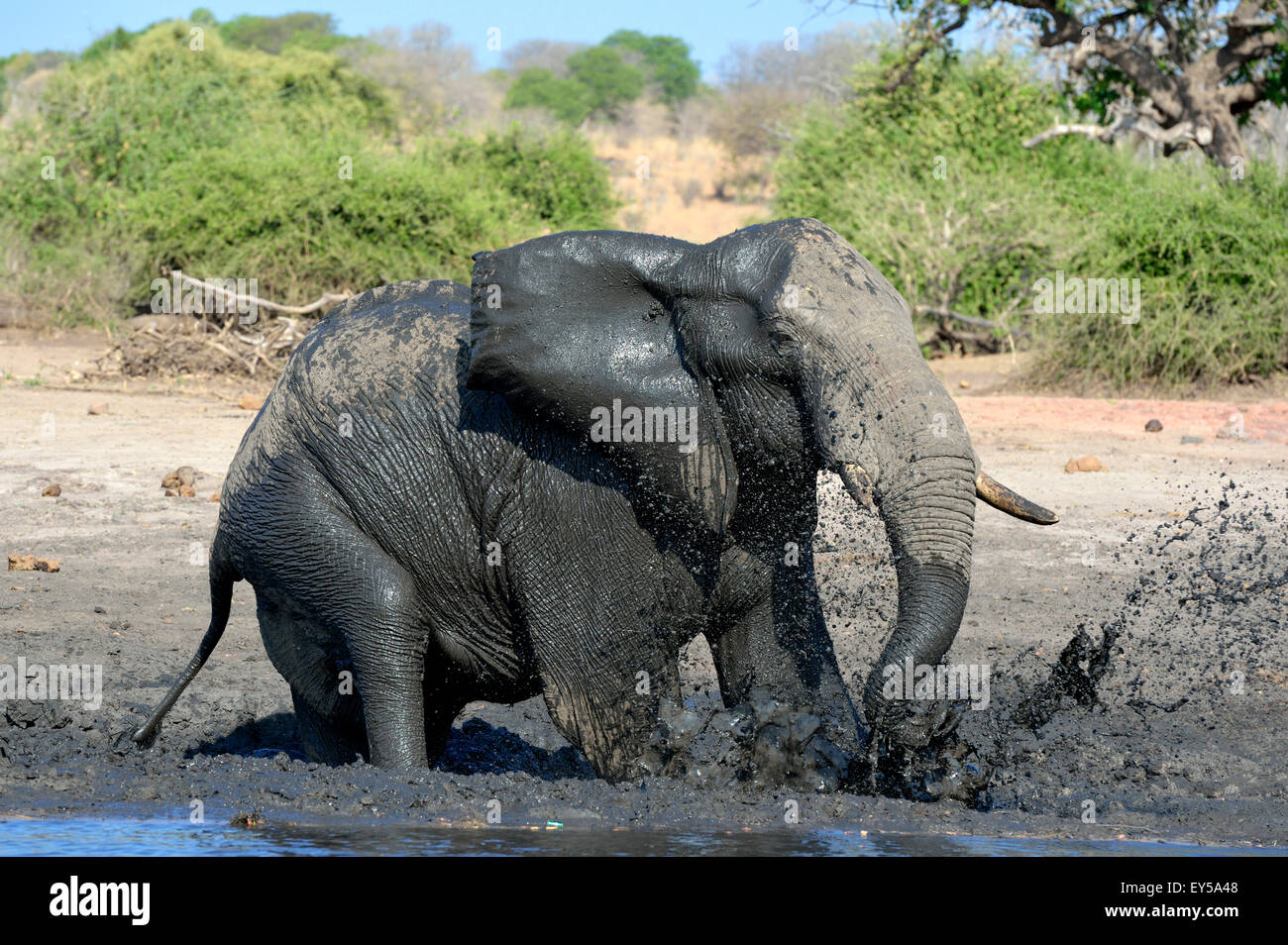 African elephant taking a mud bath - Chobe Botswana Stock Photo
